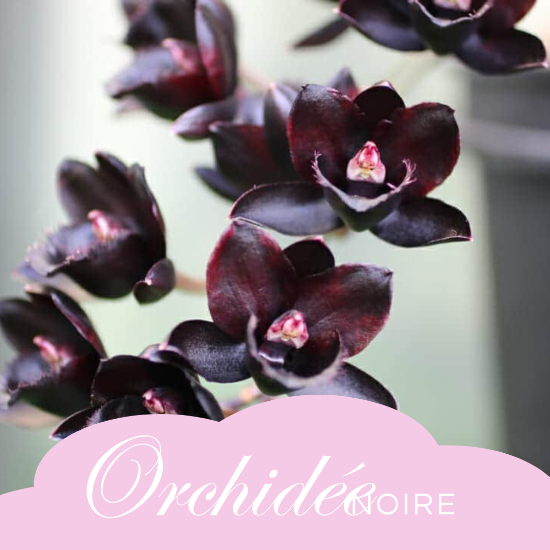Orchidée Noire