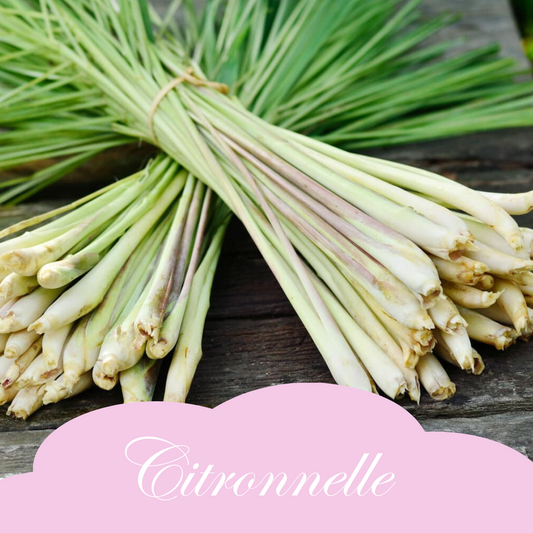 Citronnelle