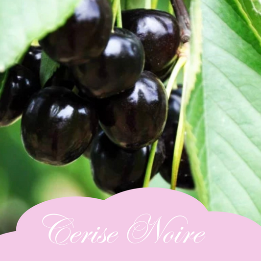 Cerise noire