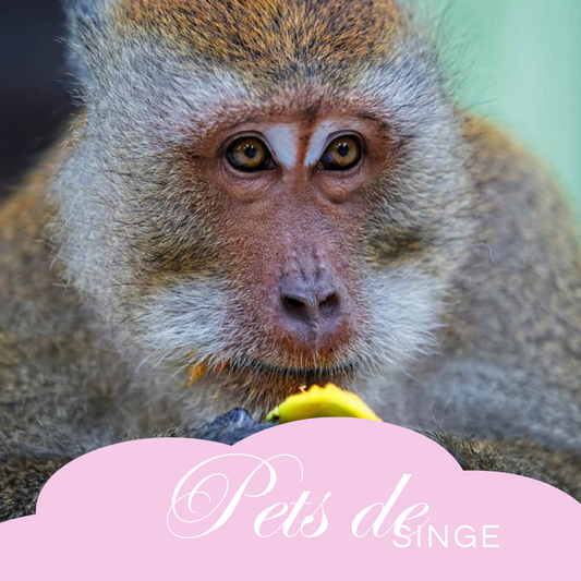 Pets de Singe